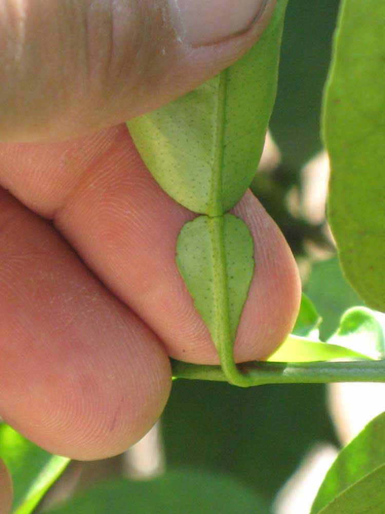              Petiole (Riverside, CA)       